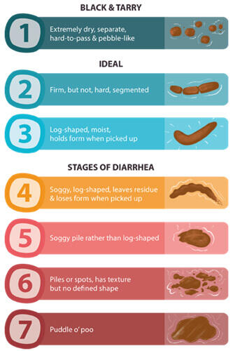 What to do if 2024 my dog has diarrhea